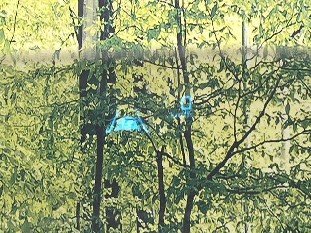 デミオ（新潟県新潟市南区）画像7